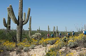 Saguaro National Park