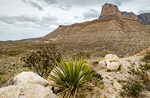 saguaro-park