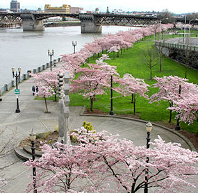 pdx
